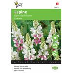 Lupin flower seeds pink fairy