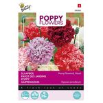 Poppy Paeony Flowered