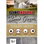 Plantknoflook Blanke Reuzen