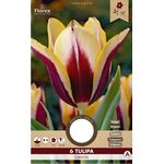 Tulp Triumph Gavota
