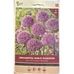 Allium Bloembollen Paars XXL