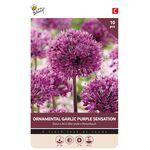 Allium Flowerbulbs Purple Sensation