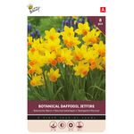 Botanical Daffodil Bulbs Yellow Orange 'Jetfire'