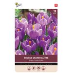 Krokus bloembollen Grand Maitre