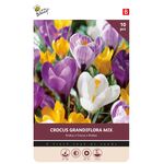 Crocus Bloembollen Grandiflora Mix