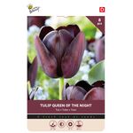 Tulip Cottage Queen Of Night