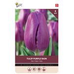 Tulip Bulbs 'Purple Rain'