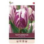 Tulpen Bloembollen Flaming Flag