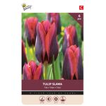 Tulip Bulbs 'Purple Slawa'