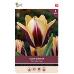 Tulp Triumph Gavota