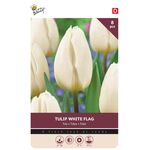 Tulpen Bloembollen White Flag