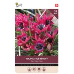 Tulpen Pulchella Little Beauty 6/7 10st.