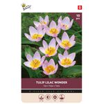 Tulpen Bloembollen Lilac Wonder