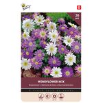 Bosanemoon Bloembollen Windflower Mix