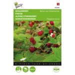 Alpine Strawberry