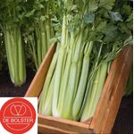 Organic Celery Seeds 'Mambo F1'