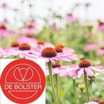 Biologische Zonnehoed Zaden 'Roze'