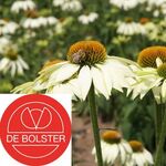 Biologische Zonnehoed Zaden 'White Swan'