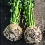 Organic Celeriac Seeds 'Yara F1'