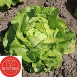 Organic Lettuce Seeds 'Suzan'