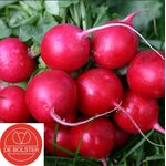Organic Radish Seeds 'Cherry Belle'