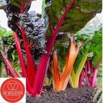 Organic Swiss Chard Seeds 'Fireworks'