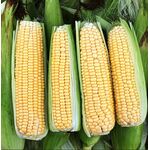Organic Sweet Corn Seeds 'Golden Rush'
