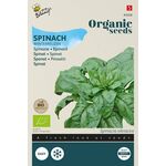 Organic spinach Wintergiant