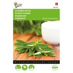 Stevia Rebaundiana / Sugar Leaf