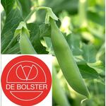 Biologische Sugar Snap Zaden 'Nairobi'