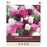 Tulip Bulbs 'Royal Symphony' 20st