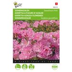 Godetia Azalea Seeds 'Sweet Heart Pink'