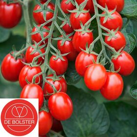 Organic Cherry Tomatoes Seeds 'Bolstar Baloe F1'