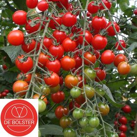 Biologische zaden Cherry tomaat 'Bartelly F1'