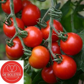 Organic Cherry tomatoes seeds 'Zuckertraube'