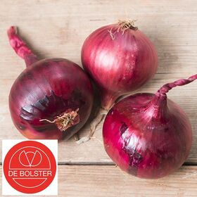 Organic Onion Seeds Red Baron