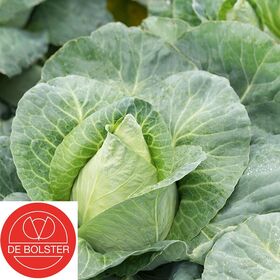 Organic Seeds Pointed Cabbage Caraflex F1