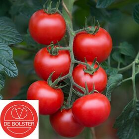 Organic Tomato seeds 'Bolstar Gimli F1'