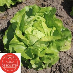 Organic Lettuce Seeds 'Suzan'