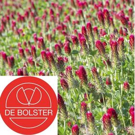 Organic Crimson Clover - Green Manure