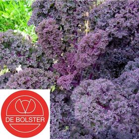 BIO / Organic Curly Kale Westlandse [CLONE] [CLONE]