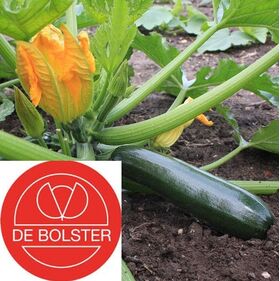 Biologische Courgette zaden Black Beauty