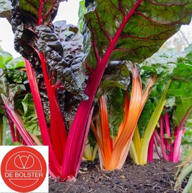 Organic Swiss Chard Seeds 'Fireworks'