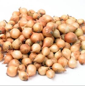 Plantuien Bio Stuttgarter Riesen 250gr