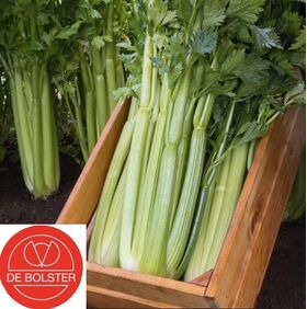 Organic Celery Seeds 'Mambo F1'