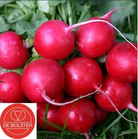 Organic Radish Seeds 'Cherry Belle'