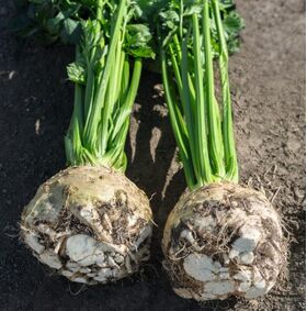 Organic Celeriac Seeds 'Yara F1'