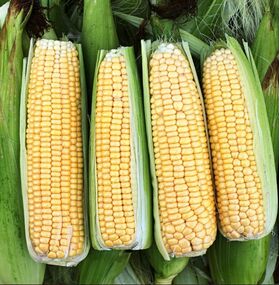 Organic Sweet Corn Seeds 'Golden Rush'
