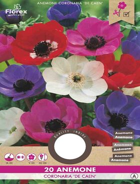 Anemone Mix Coronaria de Caen