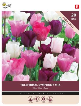 Tulip Bulbs 'Royal Symphony' 20st